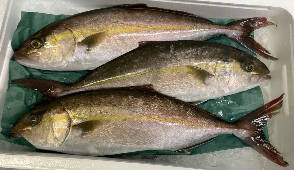 魚 カンパチには天然ものと養殖ものがある それぞれの旬はいつ 間八