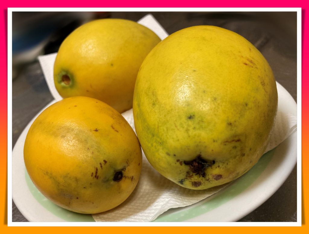 果物の カリン 花梨 の盆栽が面白い カリンの旬はいつ