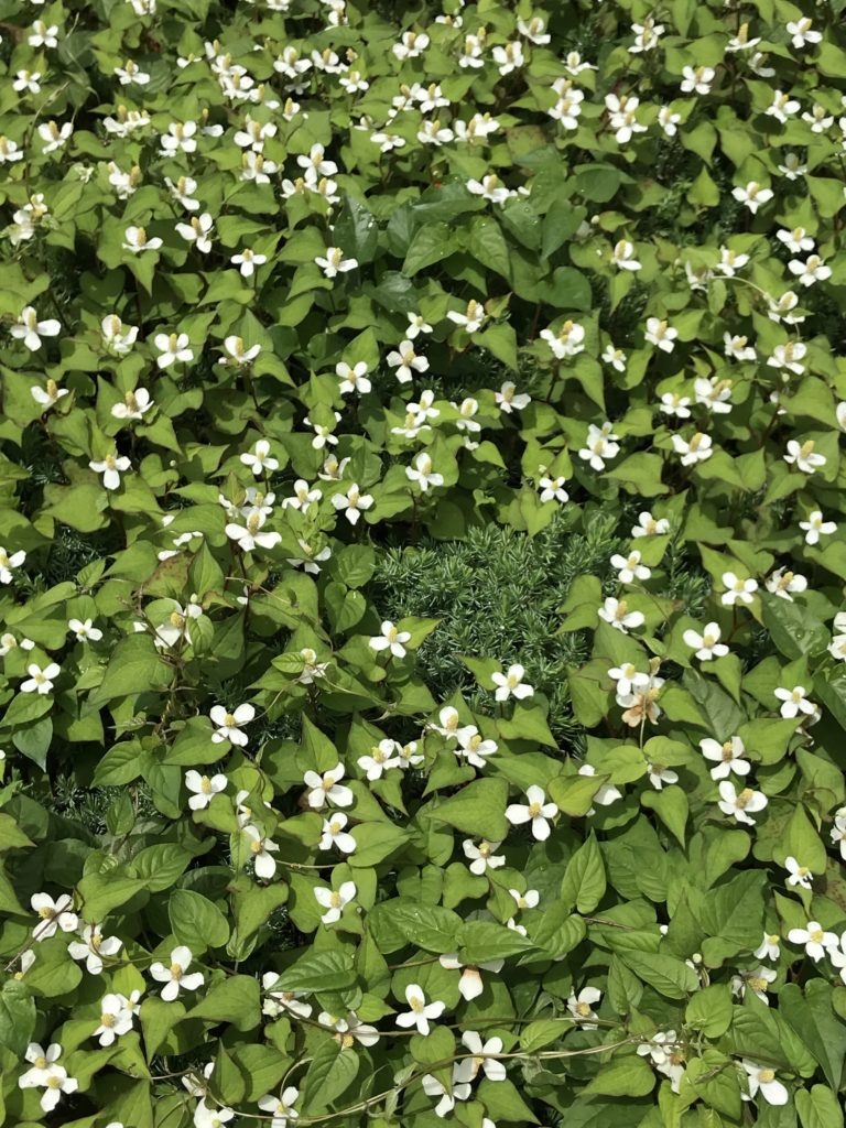 草花 どくだみの咲く季節はいつ 花言葉は お茶にするとおいしいの ドクダミ