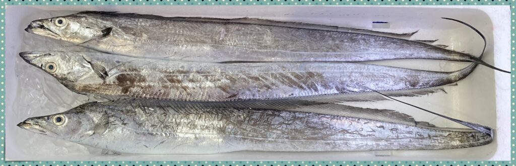 太刀魚の旬はいつですか?