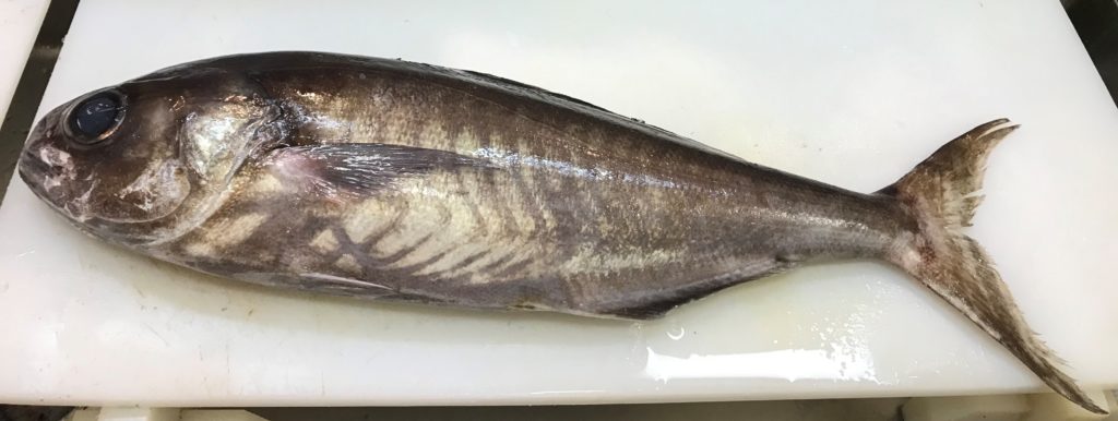 魚 メダイ 目鯛 の旬はいつ おいしい食べ方は