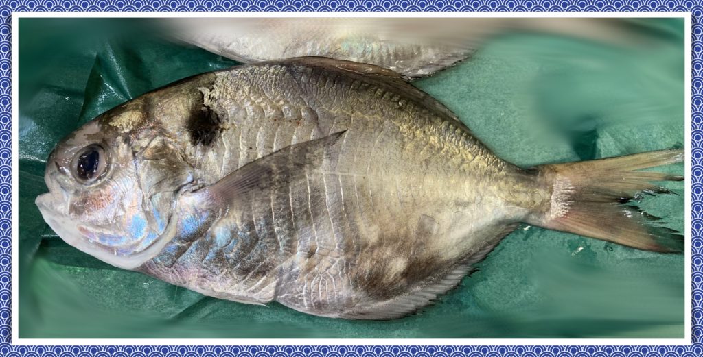 魚 エボダイ イボダイ はかわいくておいしい扱いやすい魚 旬やおいしい食べ方は