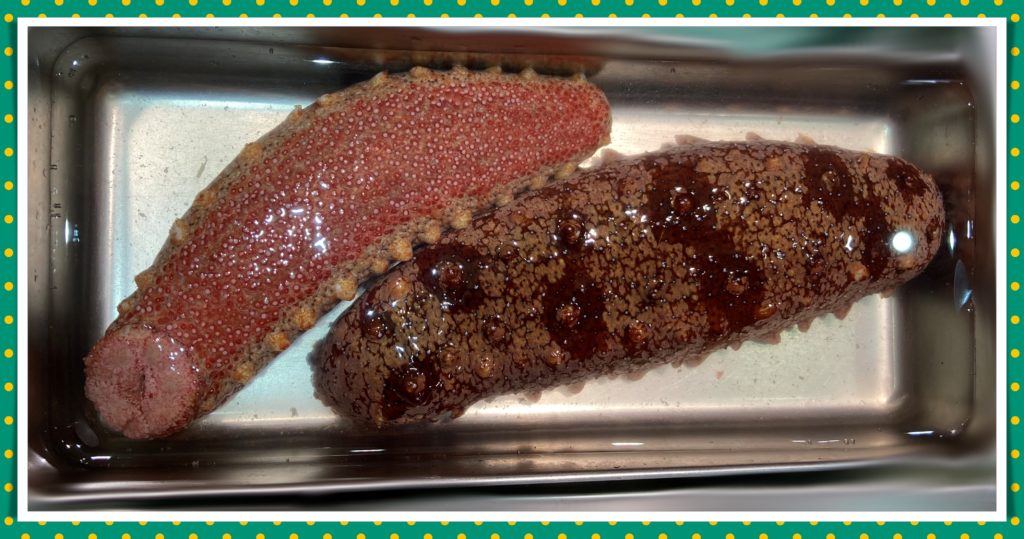 魚介 ナマコ の旬はいつ おいしい食べ方は アカナマコ