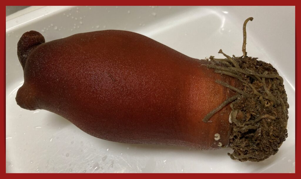 魚介類 アカボヤ 赤ボヤ 赤ホヤ はどんなホヤ 主な産地は 旬はいつ おいしい食べ方は