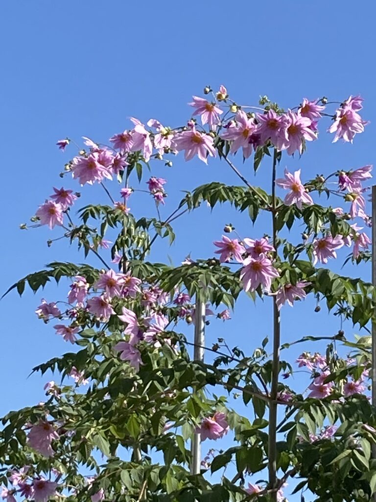 花 11月ごろに咲く背の高い大きな花 皇帝ダリア はどんな花