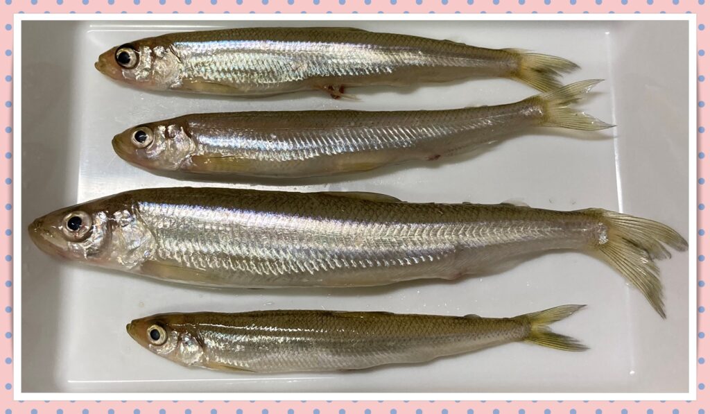 魚 チカ はどんな魚 ワカサギとは違うの 旬やおいしい食べ方は キュウリウオ科